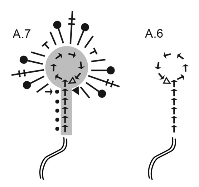 Diagram for DROPS Extra 0-1655