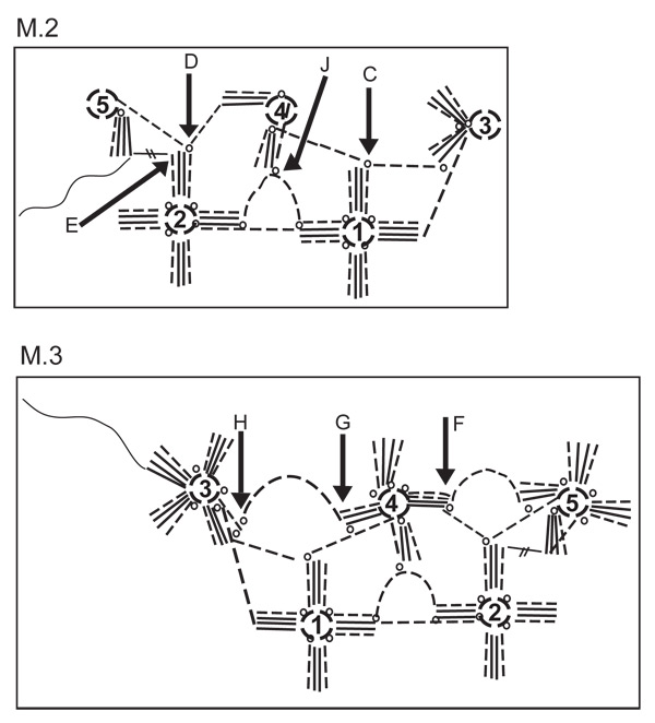 Diagram for DROPS 113-26