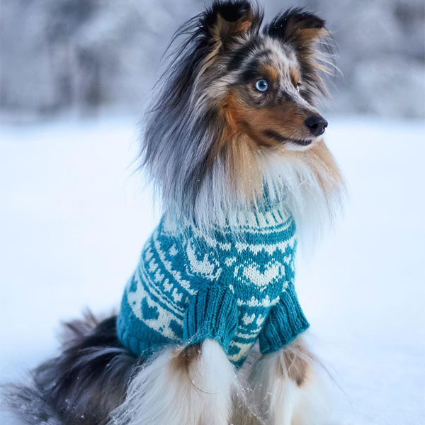 20210206-sheltieadventures.jpg