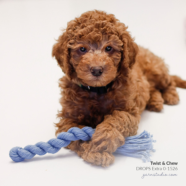 20210220-puppy-toys.jpg
