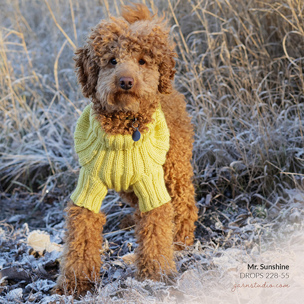 20211208-hundegenser.jpg