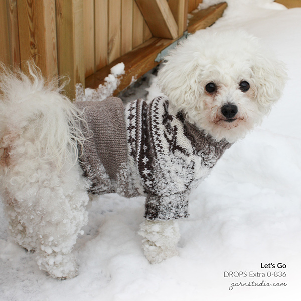 20220129-dogsweaters.jpg