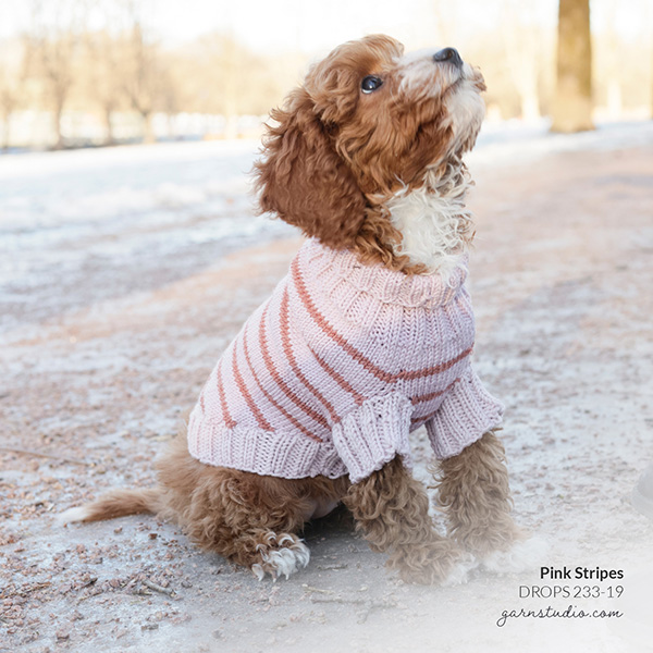20221004-dog-sweaters.jpg