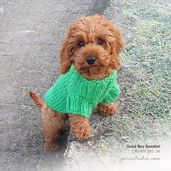 20230927-dogs.jpg