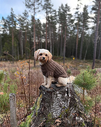 Instagram 20251113-wikstrikk