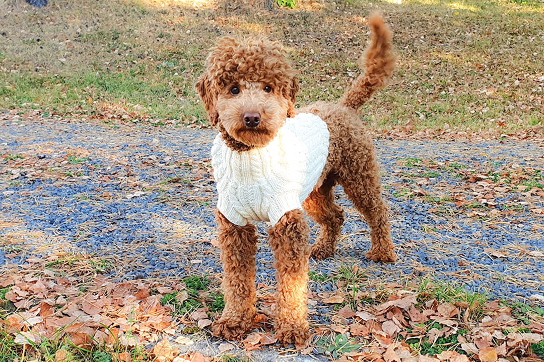 ¡Nuevos jerséis para perro!
