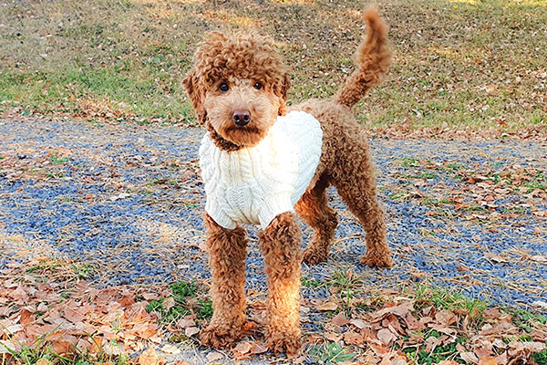 Novas capas e pulôveres para cães!