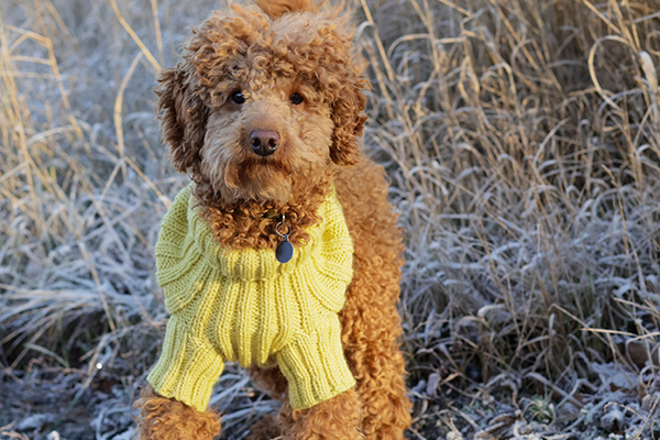 Capas para cães