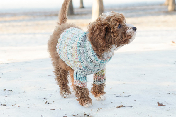 Dog Sweaters